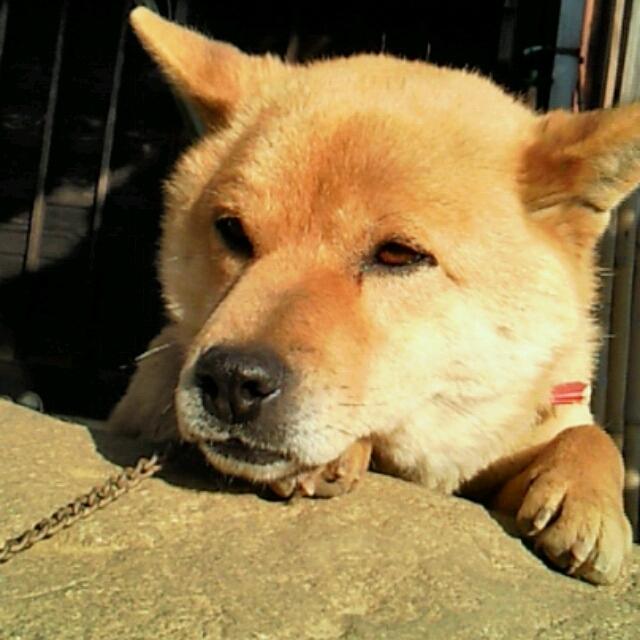 ハチ