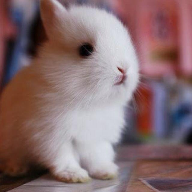 とっとこせなたろ