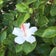Hawaii simple life〜ハワイで賢約生活