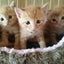 画像 ときどき保護猫ブログのユーザープロフィール画像
