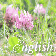 岡崎市の英会話教室 Naomi English Class