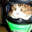 画像 メインクーンの子猫のユーザープロフィール画像