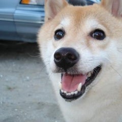 holleyのプロフィール