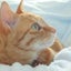 画像 にゃんたろうのブログ（猫と徒然と闘病と）のユーザープロフィール画像