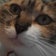 猫暮らしのおススメ