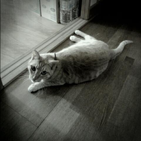侑稀