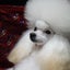 画像 DogSalonりぼん☆茨木・高槻・北摂・トイプードル・トリミング・子犬販売・マルチーズ ブリーダー・トイプードルブリーダーのユーザープロフィール画像