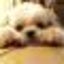 画像 ふうちゃんの毎日☆マルシーズーのMIX犬☆のユーザープロフィール画像