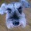 画像 保護犬との愉快な生活のユーザープロフィール画像