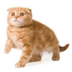 猫次郎さんのプロフィールページ 猫次郎さんのプロフィールページ