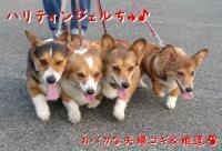 ハリティンママ