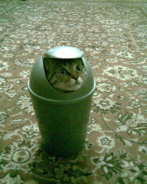 でゅでゅ