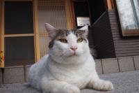 ごろ太