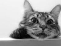 ひなこ(・∀・)