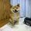 画像 柴犬の武雅　のユーザープロフィール画像