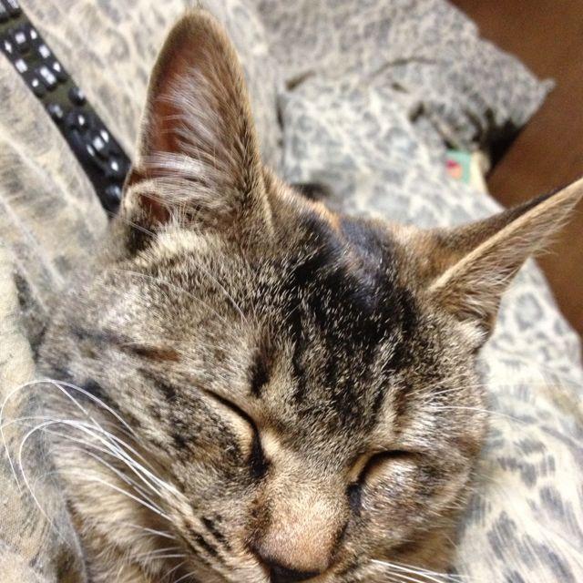 ネコまんま