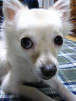 ふう