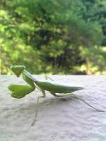 るんたった