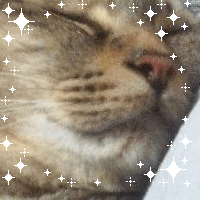 まるねこ