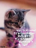 ネコまる