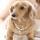 BAAAL BASH DOG WEAR