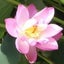 画像 琥珀の徒然日記～♪のユーザープロフィール画像