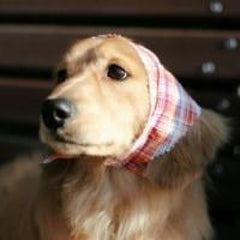 長澤里英のプロフィール