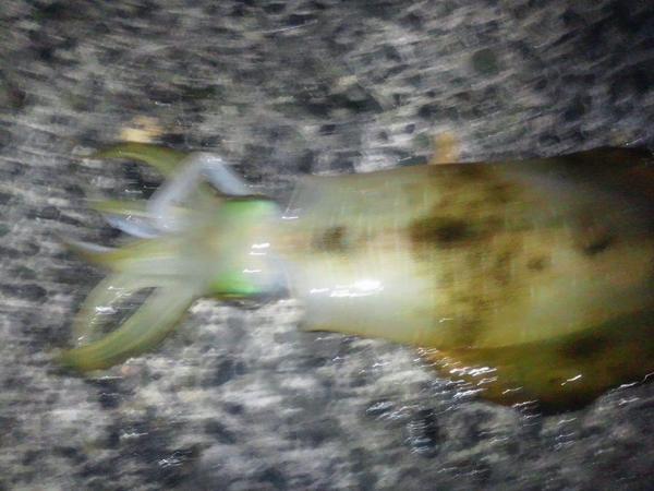 ひでっち