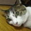 タキオンのサムネイル