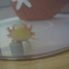 ハカイダーのプロフィール