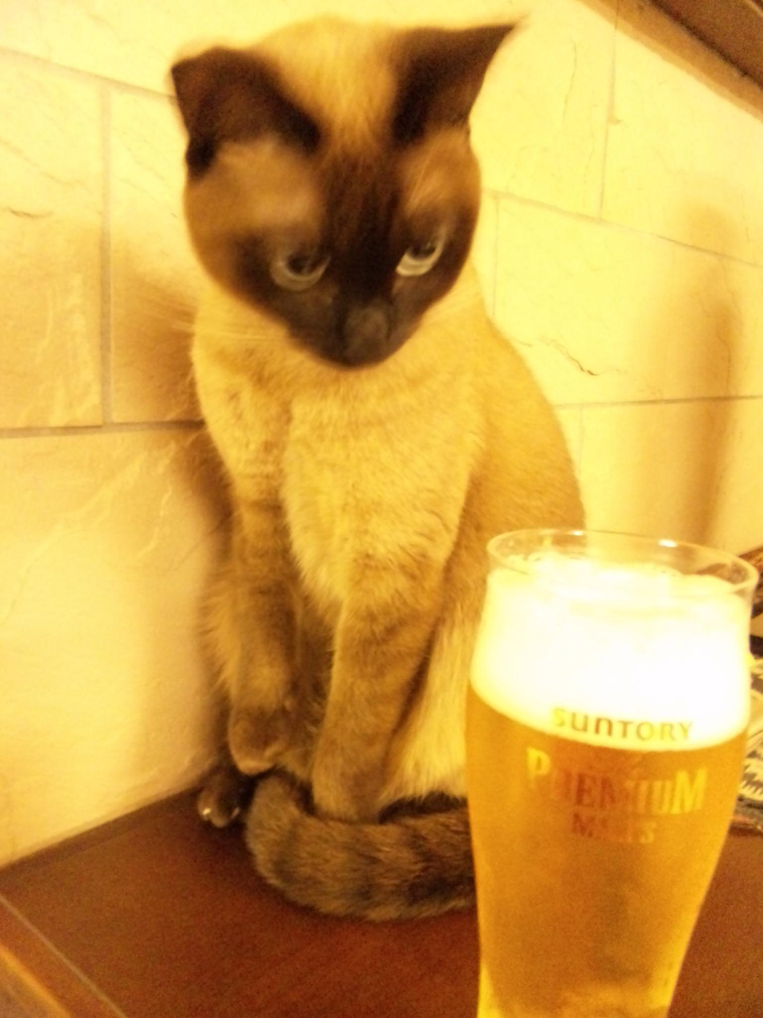 ねこ