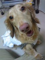 シェリ