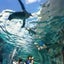 カオのサムネイル