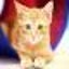 画像 保護猫カフェ 浅草ねこ園ブログ 保護猫の里親募集中！のユーザープロフィール画像
