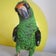 ズアカハネナガインコ　カメ助のBLOG　（オウム・鳥ブログ）