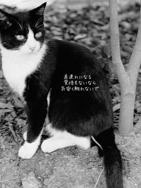 時雨-SHIGURE-