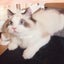 emilia_1802のサムネイル