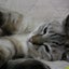 TOKのサムネイル