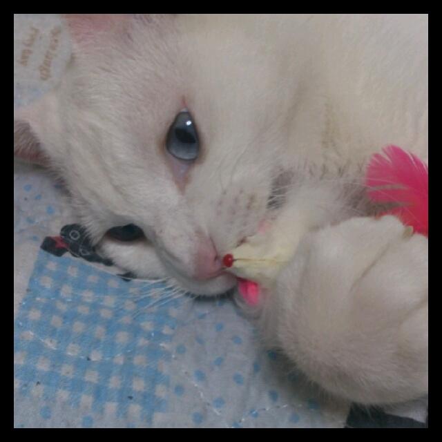 恵実