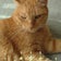 みんみん猫のブログ