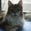画像 南極猫のブログのユーザープロフィール画像