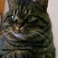 お魚くわえたドラえもんと 自由への扉 あしたのかつおぶし お魚くわえたドラえもんと 自由への扉 あしたのかつおぶし