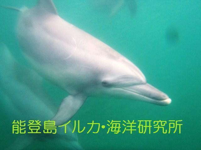 イルカの漢字知っていますか 能登島のイルカと一緒に泳ごう 遊ぼう のブログ