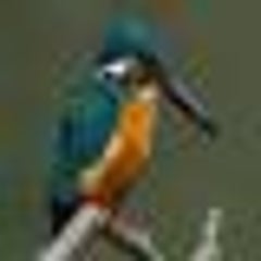 カワセミのプロフィール