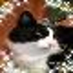 猫の呼吸困難の一例 池田動物病院 日野のブログ 猫の呼吸困難の一例 池田動物病院 日野のブログ