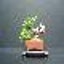 画像 みさきのミニ盆栽遊びのユーザープロフィール画像