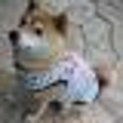 最も頭の悪い犬種 トップ10 柴犬 るる 最も頭の悪い犬種 トップ10 柴犬 るる