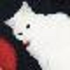 白ツバメのプロフィール