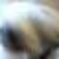 ウナムーノのプロフィール