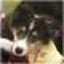 画像 シェルティ(シェットランドシープドッグ)ブリーダーが子犬を販売している大阪・関西空港近くにあるペットショップ　ラッキーゾーンのユーザープロフィール画像